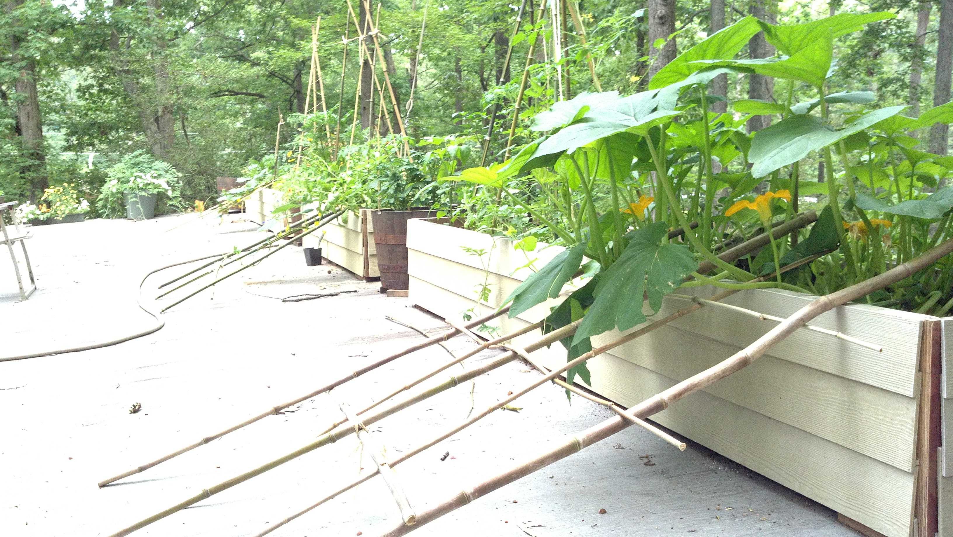 Anniegarden3_converted