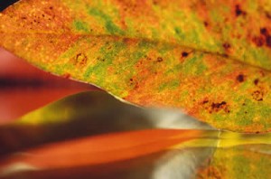 leaf-macro