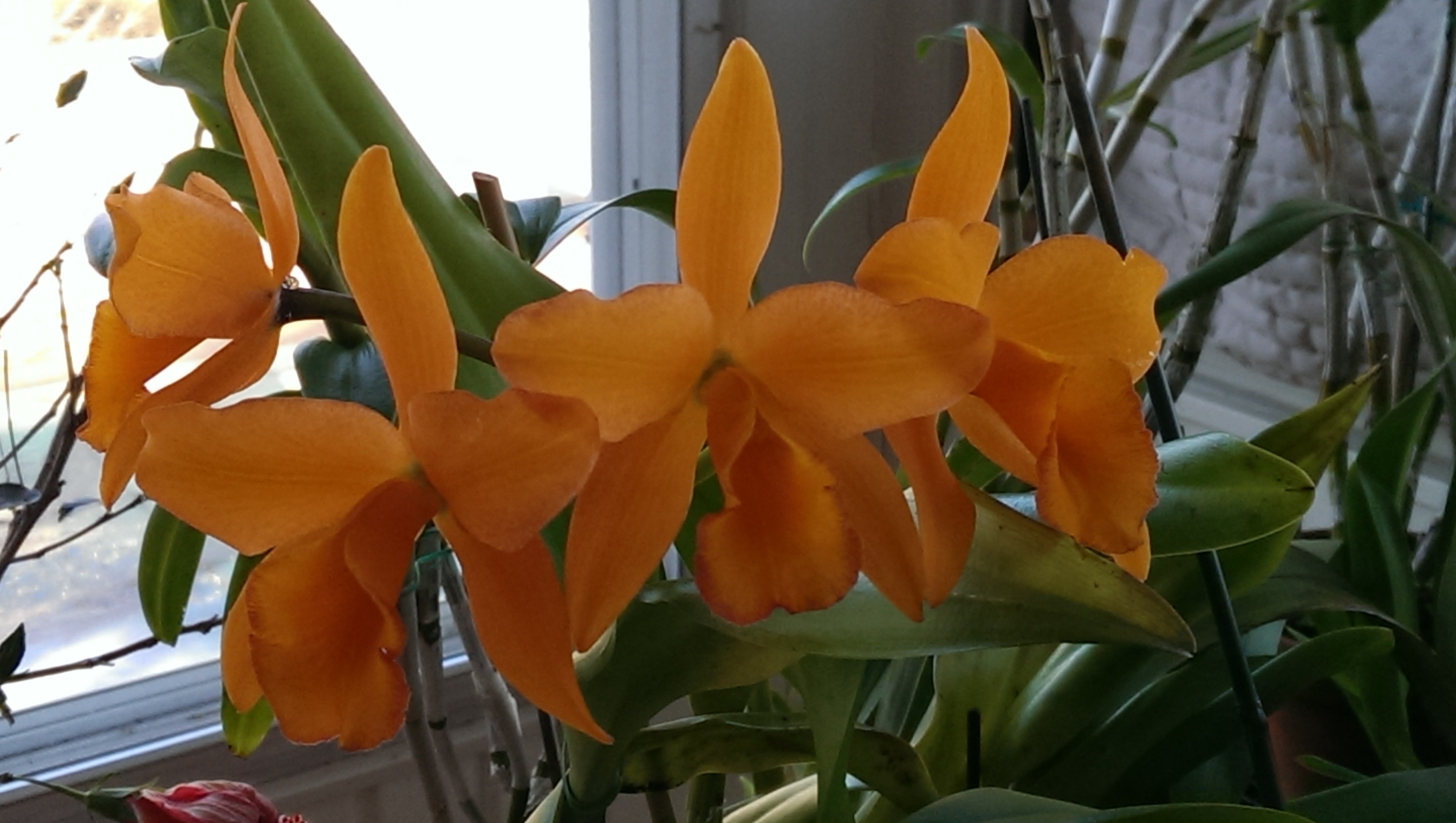 Pennie's Orchids #3