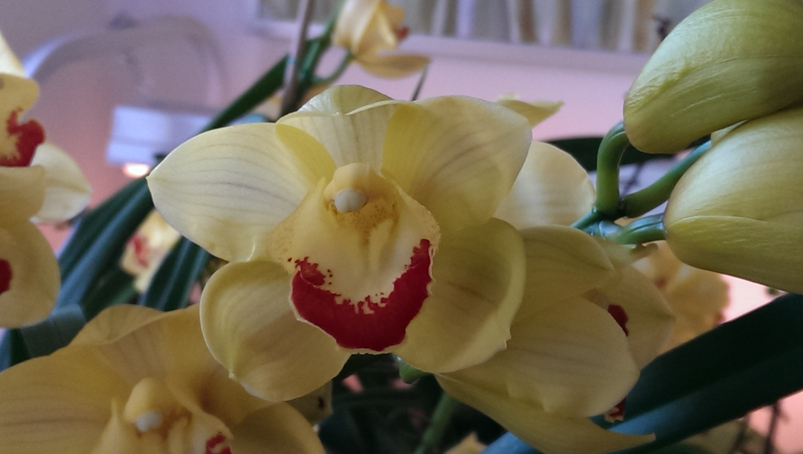 Pennie's Orchids #4