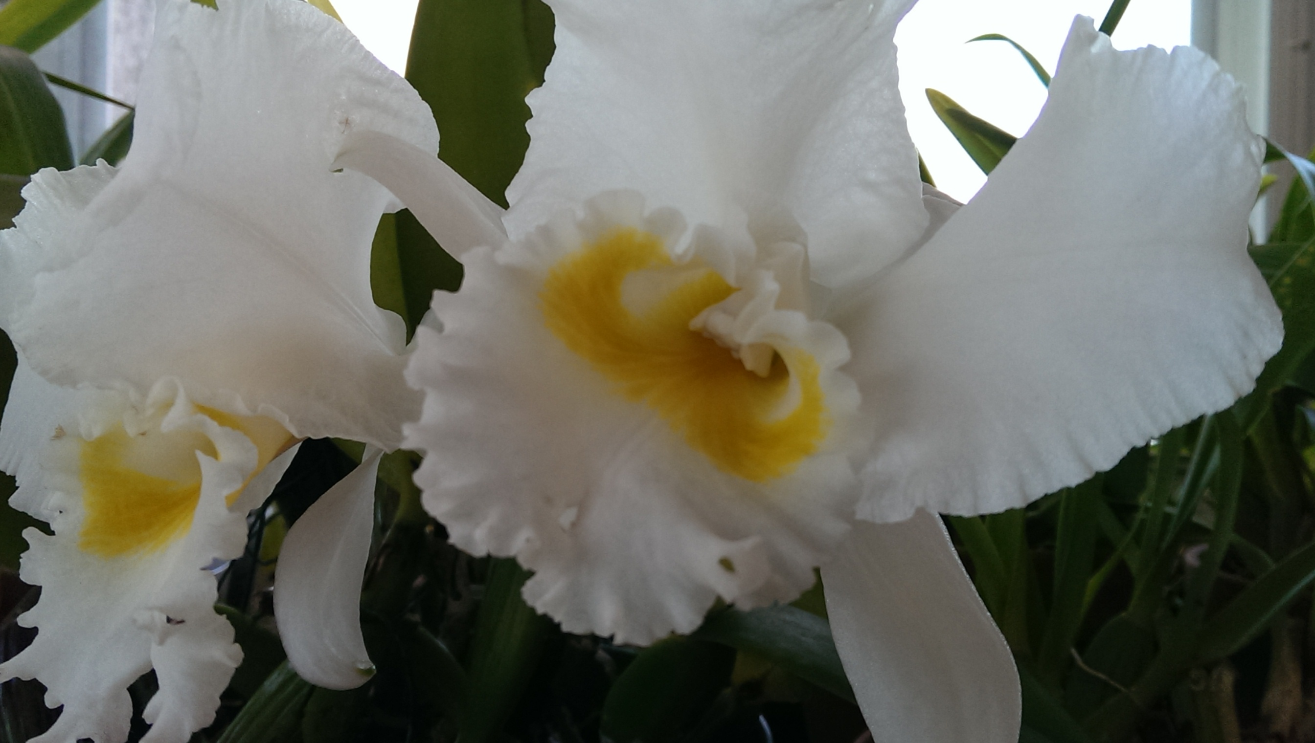 Pennie's Orchids #5
