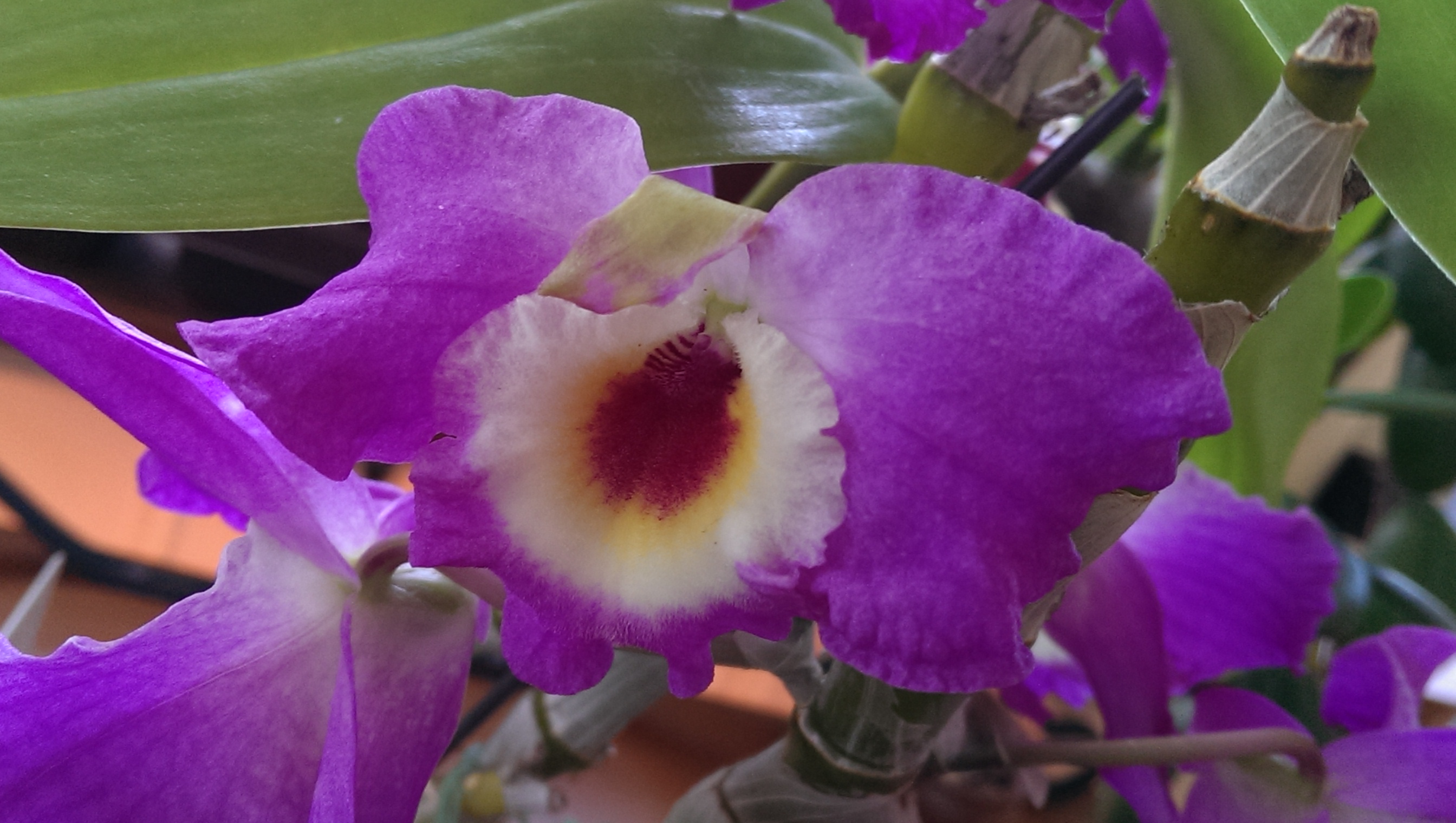 Pennie's Orchids #6
