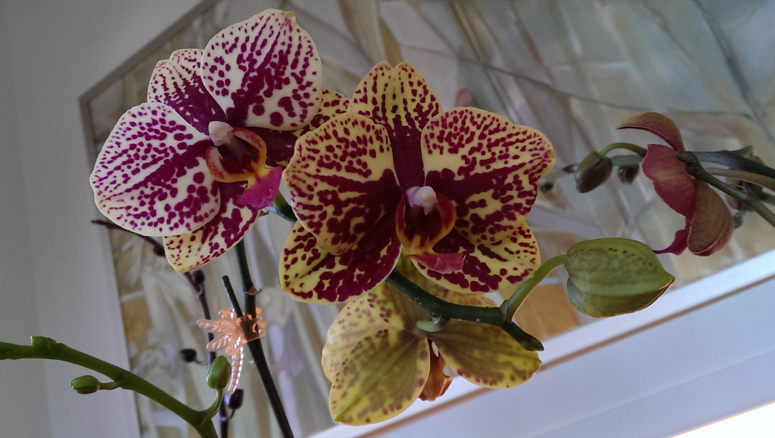 Pennie's Orchids #7