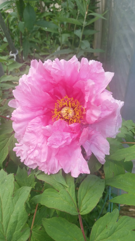 Pennie #2 Photo Challenge